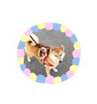 柴犬のよもぎさん（個別スタンプ：18）