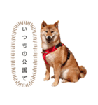 柴犬のよもぎさん（個別スタンプ：24）