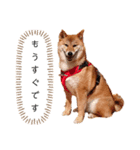 柴犬のよもぎさん（個別スタンプ：26）