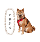 柴犬のよもぎさん（個別スタンプ：30）