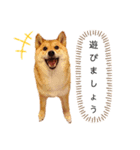 柴犬のよもぎさん（個別スタンプ：32）
