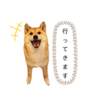 柴犬のよもぎさん（個別スタンプ：34）