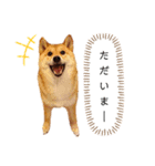 柴犬のよもぎさん（個別スタンプ：35）