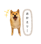 柴犬のよもぎさん（個別スタンプ：36）