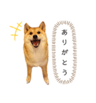 柴犬のよもぎさん（個別スタンプ：37）