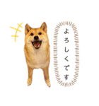 柴犬のよもぎさん（個別スタンプ：38）