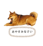柴犬のよもぎさん（個別スタンプ：39）