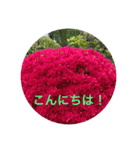 kinko 春バージョン4（個別スタンプ：4）