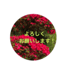 kinko 春バージョン4（個別スタンプ：15）