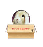 新入社員「シフォンちゃん」スペシャル（個別スタンプ：1）
