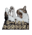 ちょっぴり荒ぶる！キジ白ばぁば（個別スタンプ：2）