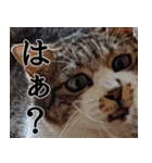 ちょっぴり荒ぶる！キジ白ばぁば（個別スタンプ：3）