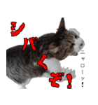 ちょっぴり荒ぶる！キジ白ばぁば（個別スタンプ：5）
