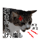 ちょっぴり荒ぶる！キジ白ばぁば（個別スタンプ：6）