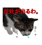 ちょっぴり荒ぶる！キジ白ばぁば（個別スタンプ：7）