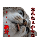 ちょっぴり荒ぶる！キジ白ばぁば（個別スタンプ：8）