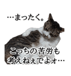 ちょっぴり荒ぶる！キジ白ばぁば（個別スタンプ：9）
