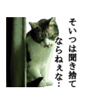 ちょっぴり荒ぶる！キジ白ばぁば（個別スタンプ：10）