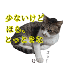 ちょっぴり荒ぶる！キジ白ばぁば（個別スタンプ：11）