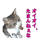 ちょっぴり荒ぶる！キジ白ばぁば（個別スタンプ：14）