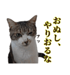 ちょっぴり荒ぶる！キジ白ばぁば（個別スタンプ：15）