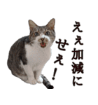 ちょっぴり荒ぶる！キジ白ばぁば（個別スタンプ：17）
