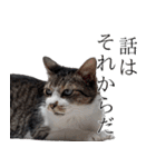 ちょっぴり荒ぶる！キジ白ばぁば（個別スタンプ：19）