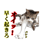 ちょっぴり荒ぶる！キジ白ばぁば（個別スタンプ：21）