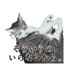 ちょっぴり荒ぶる！キジ白ばぁば（個別スタンプ：22）