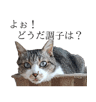 ちょっぴり荒ぶる！キジ白ばぁば（個別スタンプ：23）