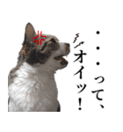 ちょっぴり荒ぶる！キジ白ばぁば（個別スタンプ：24）