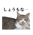 ちょっぴり荒ぶる！キジ白ばぁば（個別スタンプ：26）