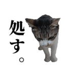 ちょっぴり荒ぶる！キジ白ばぁば（個別スタンプ：28）