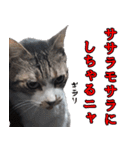 ちょっぴり荒ぶる！キジ白ばぁば（個別スタンプ：34）