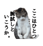 ちょっぴり荒ぶる！キジ白ばぁば（個別スタンプ：35）