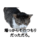 ちょっぴり荒ぶる！キジ白ばぁば（個別スタンプ：36）