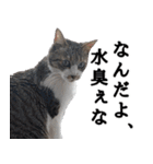 ちょっぴり荒ぶる！キジ白ばぁば（個別スタンプ：37）