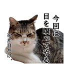 ちょっぴり荒ぶる！キジ白ばぁば（個別スタンプ：38）