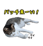ちょっぴり荒ぶる！キジ白ばぁば（個別スタンプ：40）