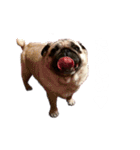 yukikoma（個別スタンプ：16）