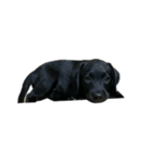 Black Labrador COCO（個別スタンプ：3）