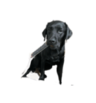 Black Labrador COCO（個別スタンプ：6）