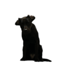 Black Labrador COCO（個別スタンプ：11）