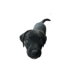 Black Labrador COCO（個別スタンプ：14）