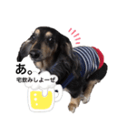 gorisanday（個別スタンプ：1）