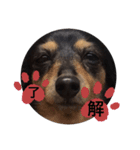gorisanday（個別スタンプ：5）