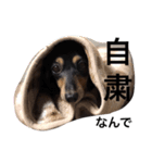gorisanday（個別スタンプ：7）