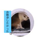 ガッシーねこーず40にゃんシリーズ⑰（個別スタンプ：5）