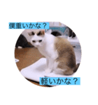 ガッシーねこーず40にゃんシリーズ⑰（個別スタンプ：9）