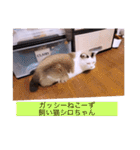 ガッシーねこーず40にゃんシリーズ⑰（個別スタンプ：18）